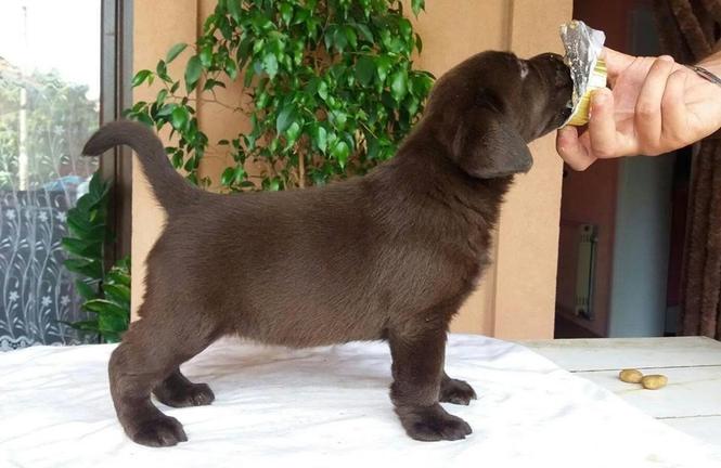 Labrador Retriver