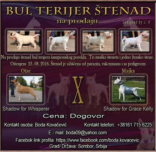 Bul terijer štenad na prodaju