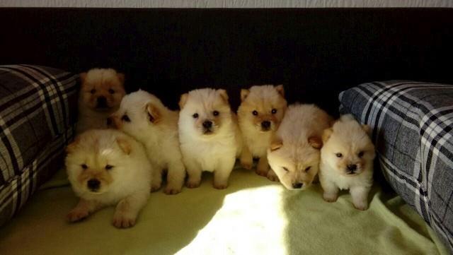 Chow-chow-cau-cau-stenad-