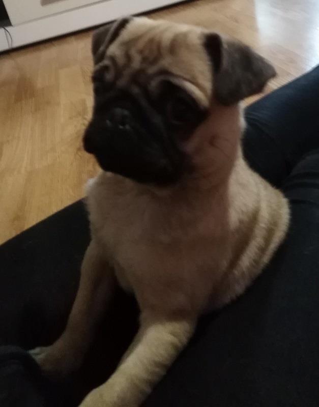 Mops