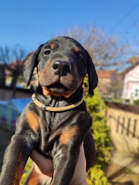 Doberman-stenci