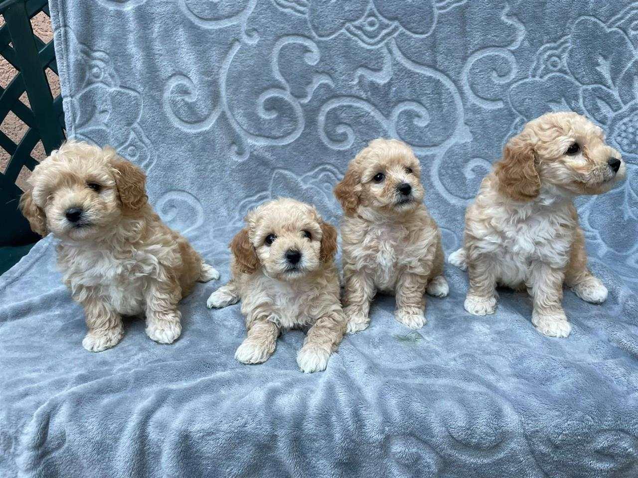 Poochons-štenci-