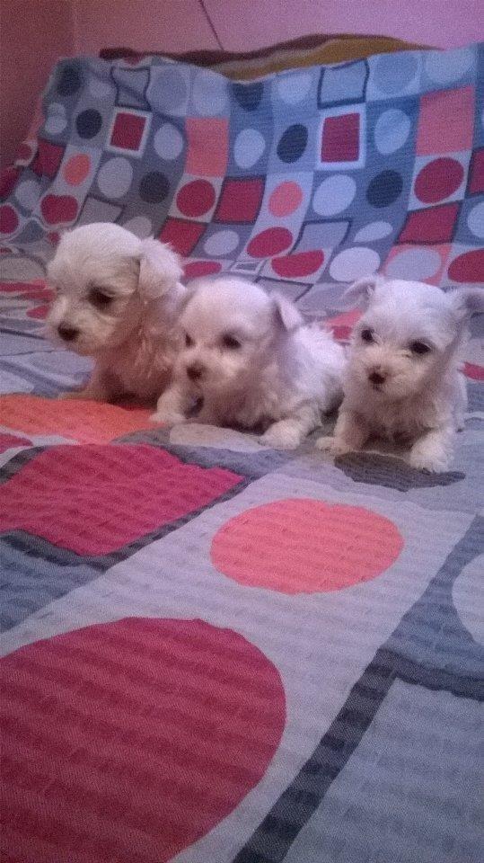 Stenad-maltezera-