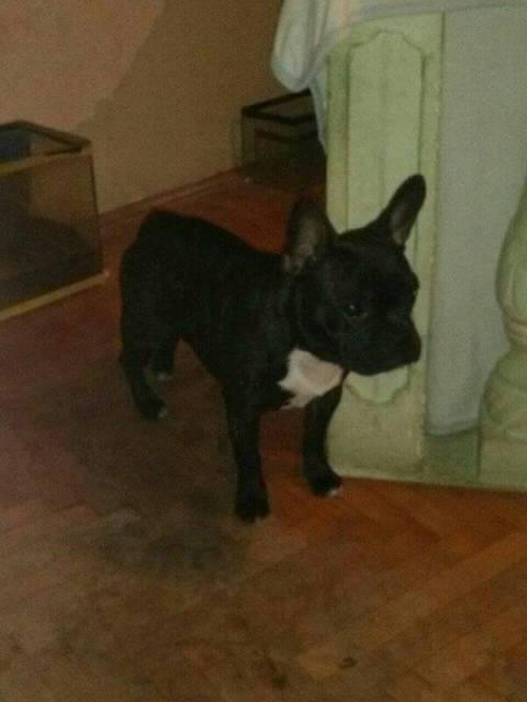 Engleski-i-Francuski-buldog