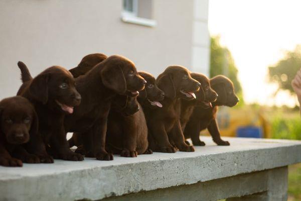 Labrador-Retriver-štenci