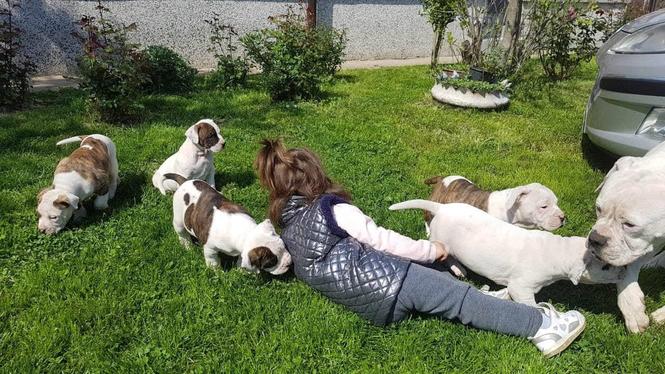 Američki buldog štenci