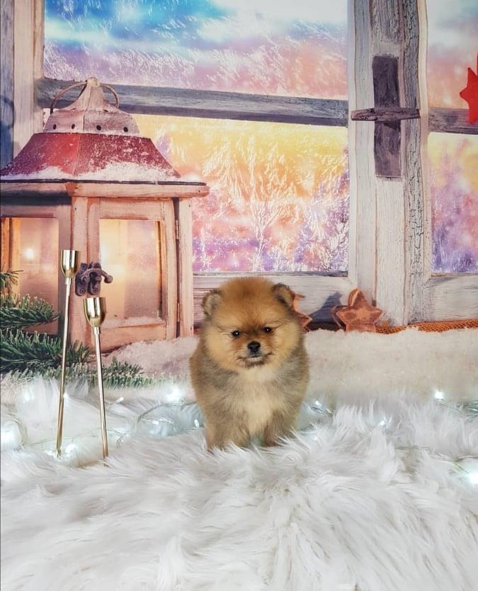 Mini-Boo