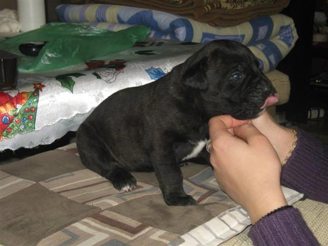 Stenci-Cane-Corso