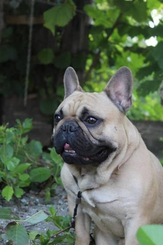Francuski-buldog