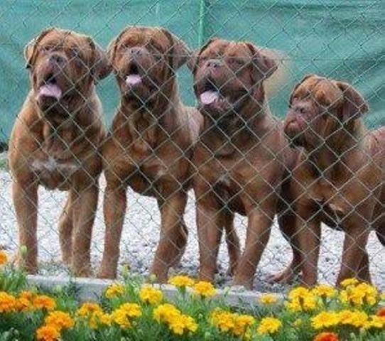 Bordoska-Doga-