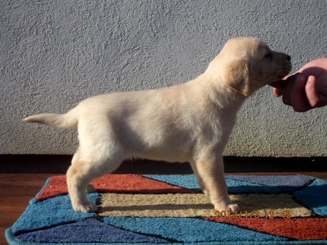 Labrador-Retriver--stenci-