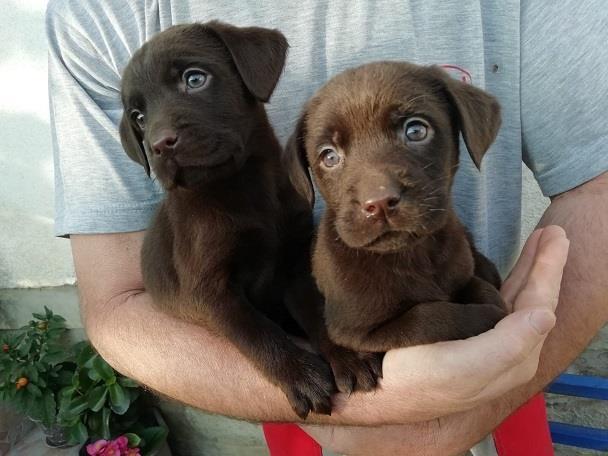 Labrador stenci