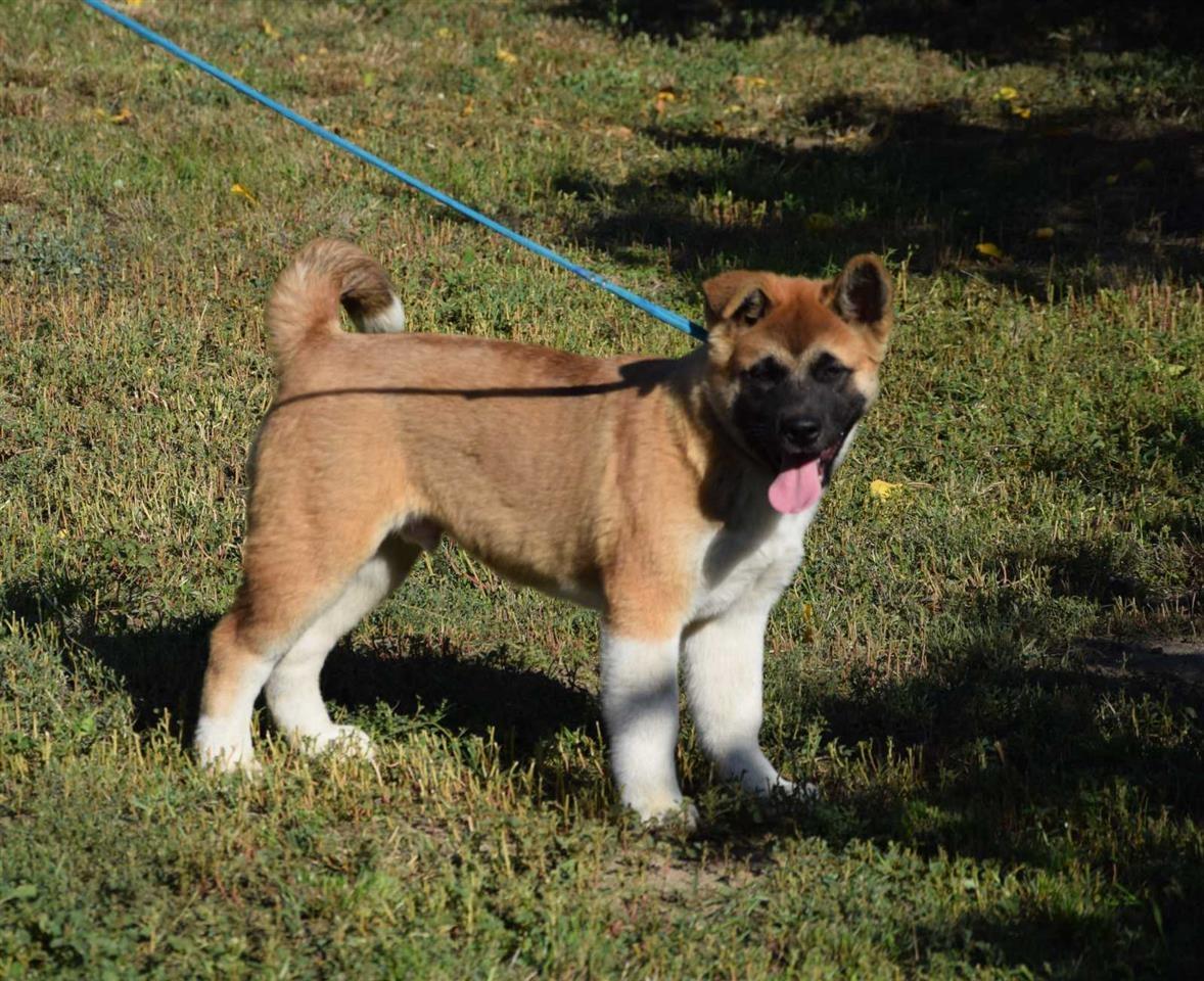 Američka-Akita-štenci
