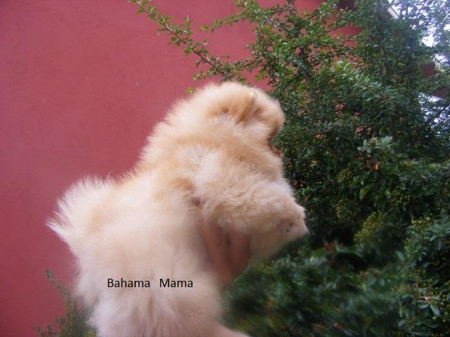 Pomeranac-Boo-štenci