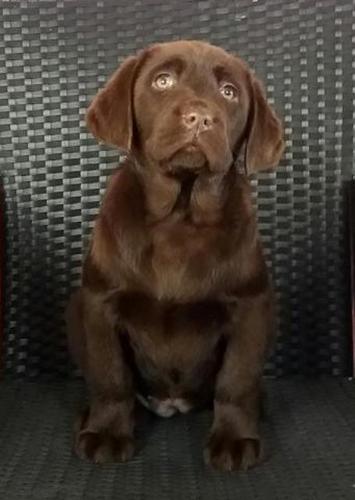 Labrador retriver, ženkice