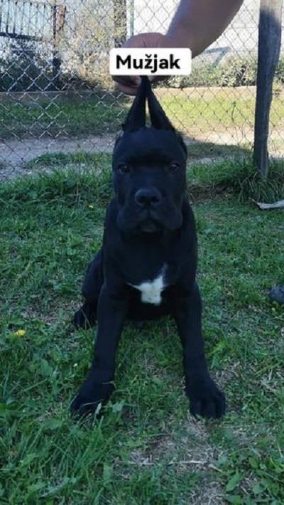 Štenci-Cane-corso-