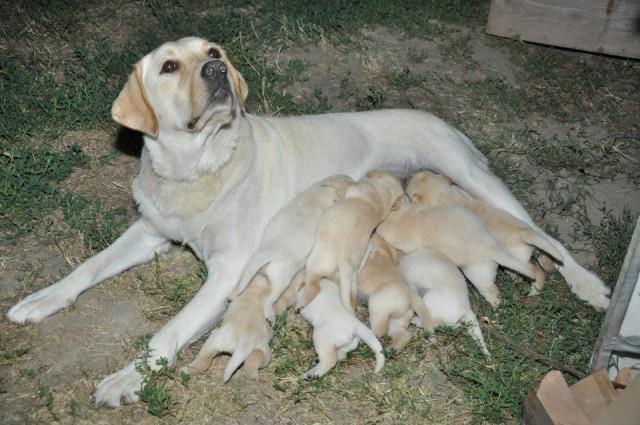 Stenci-labradora