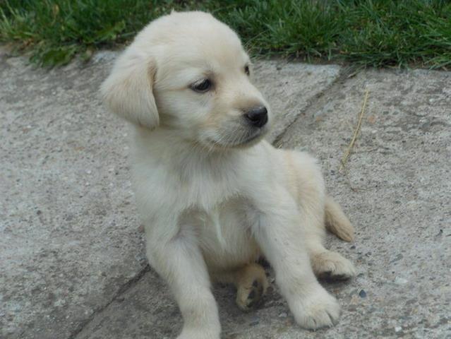 Labrador-retriver-stenad-bele-i-crne-boje-
