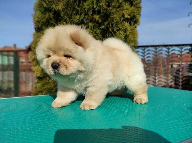 Chow-cau-cau