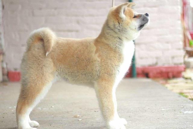 Akita-Inu