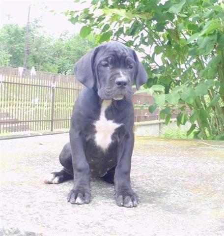 Cane-corso-stenci