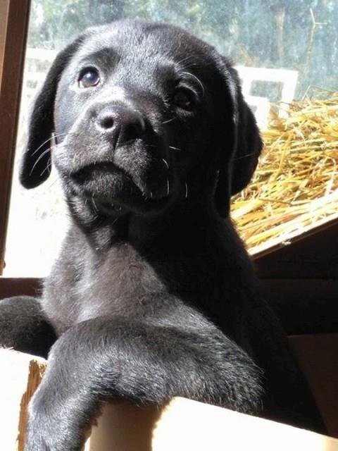 Labrador-retriver-stenci