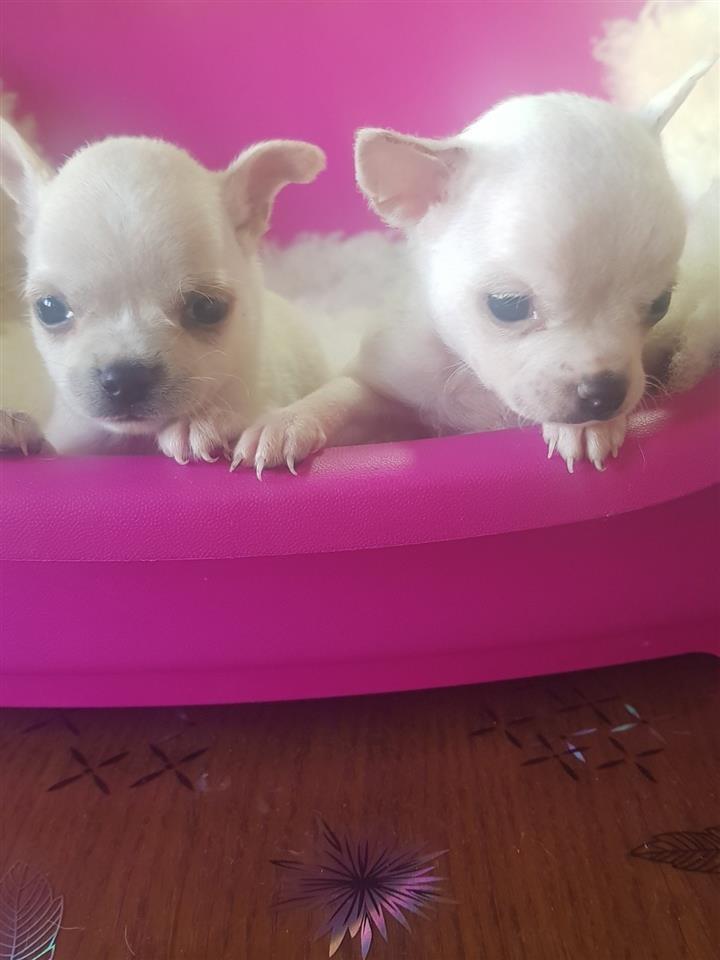 Civava-nova-vrhunska-MINI-stenad-pasos-cip-bgd