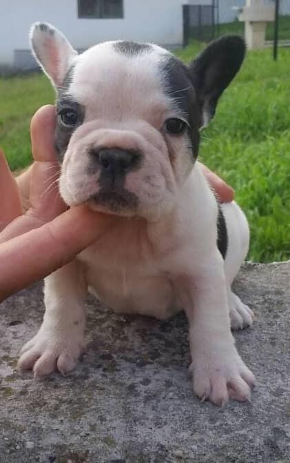 francuski-buldog