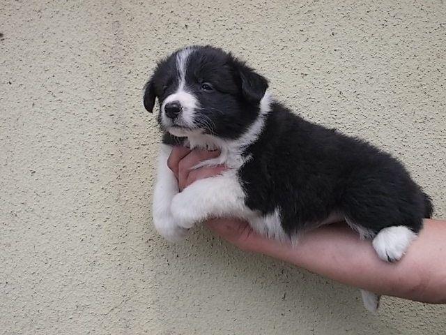 Border-Collie