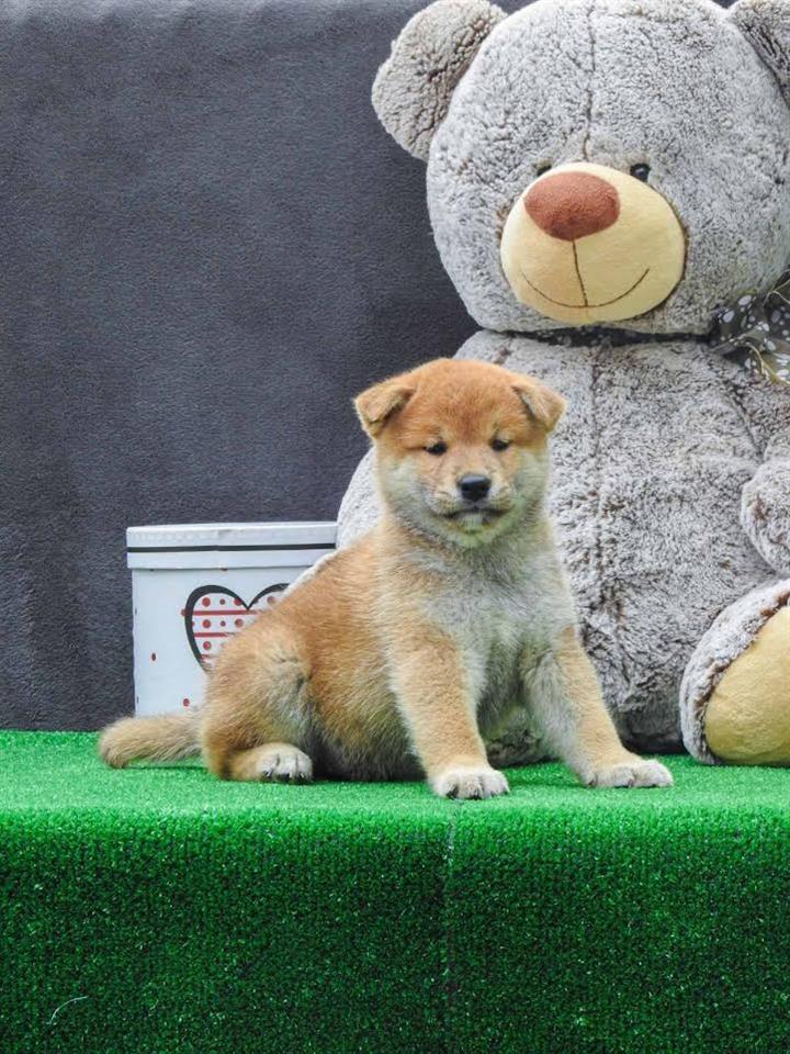Shiba-inu-štenci