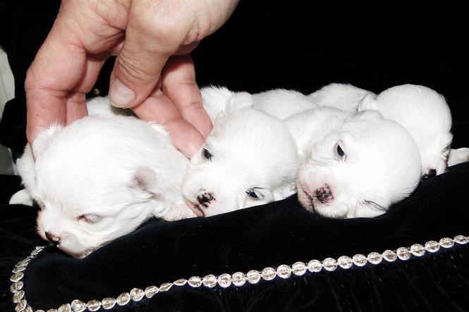 Maltezer i coton de tulear stenci na prodaju 