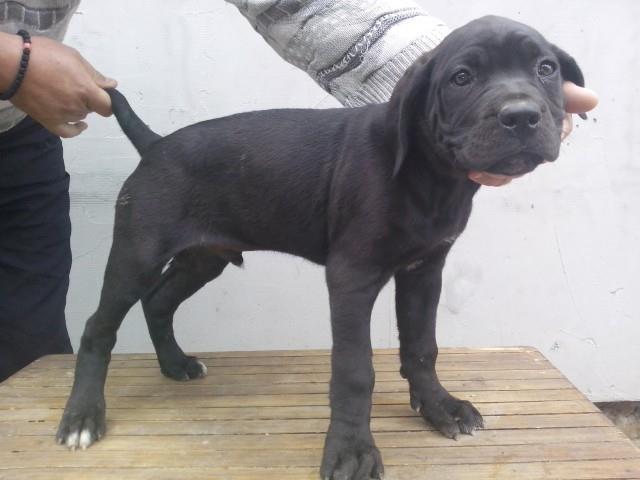 Cane-corso-stenci