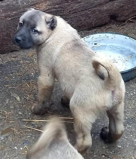 Turski-kangal-štenci