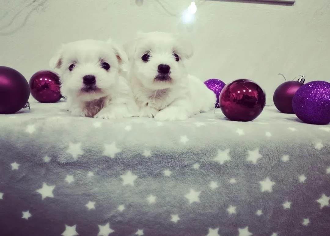 Maltezer-mini-tipa