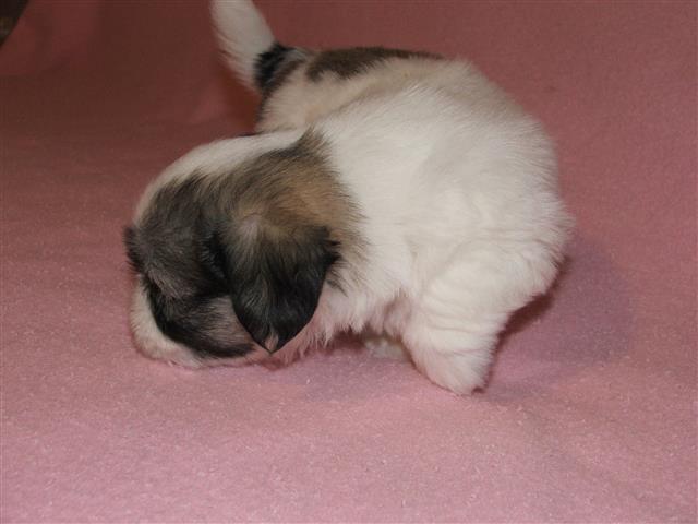 COTON DE TULEAR