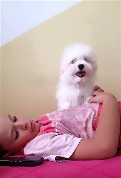Coton-de-Tulear