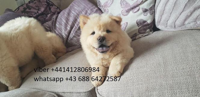 Chow Chow štenci