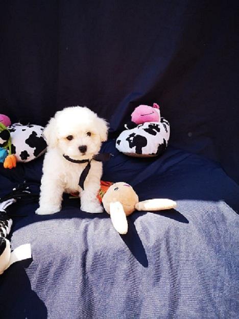 Kovrdzavi-Bison--Bichon-Frise--