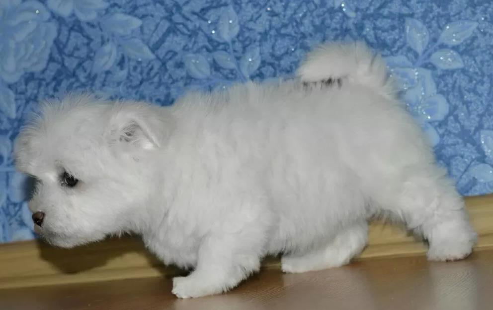 Maltezer-i-coton-de-tulear-stenci-na-prodaju