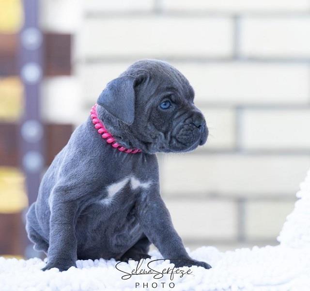 Cane-corso