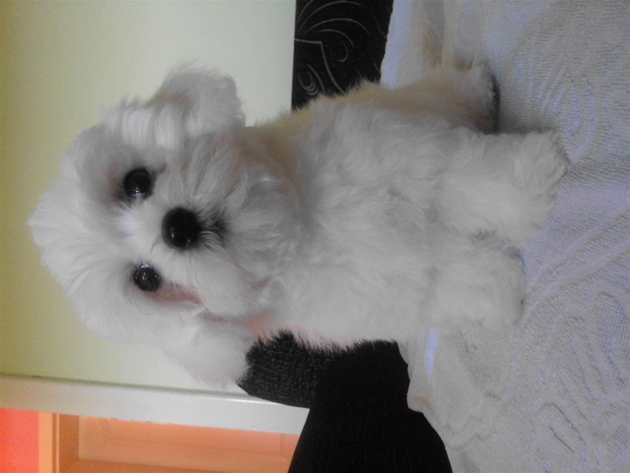 Maltezer