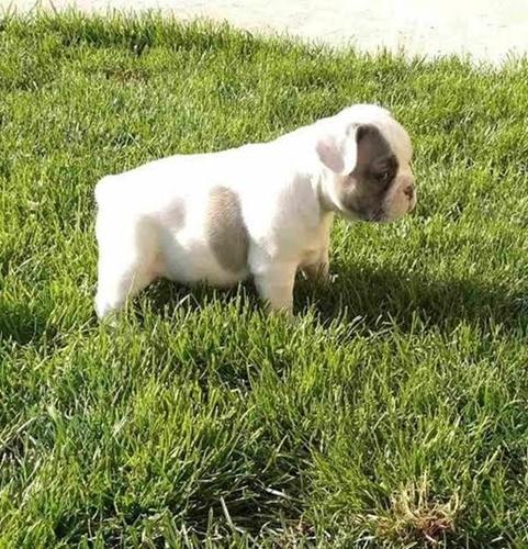 Francuski buldog 