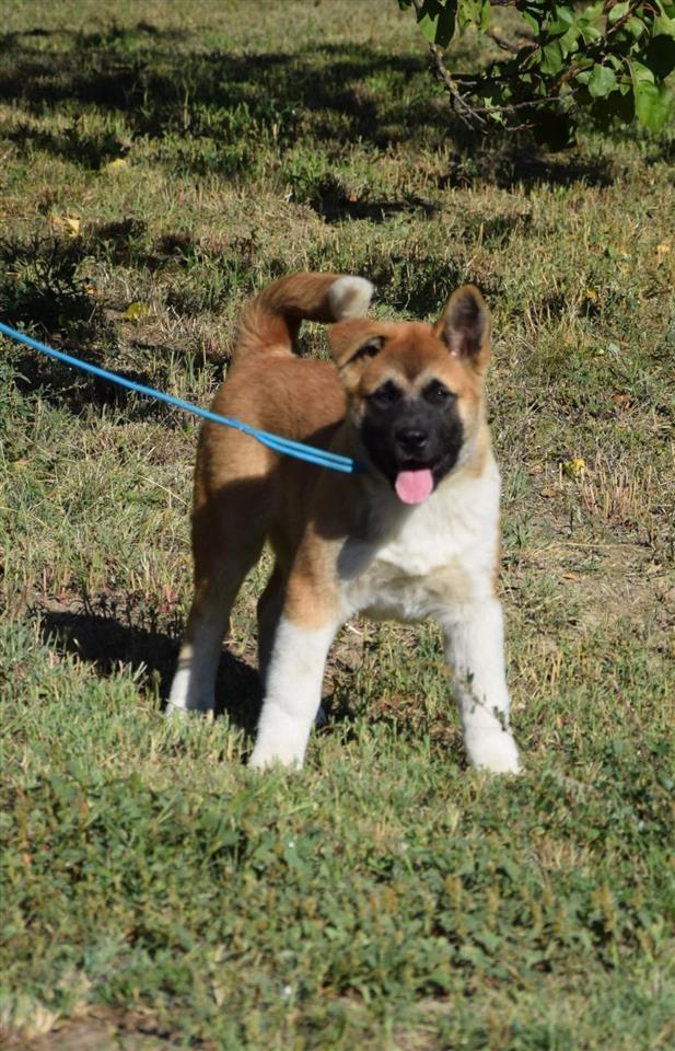 Američka-Akita-štenci