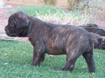 Cane-corso-stenci