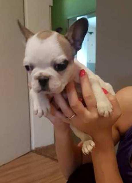 -Francuski-Buldog-Bebe-