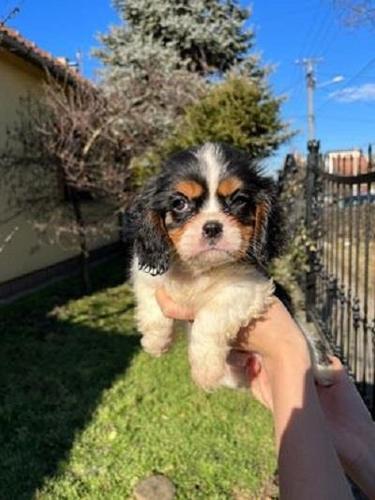 Cavalier king Charles spaniel 