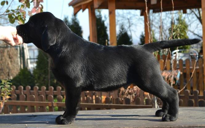 Labrador retriver