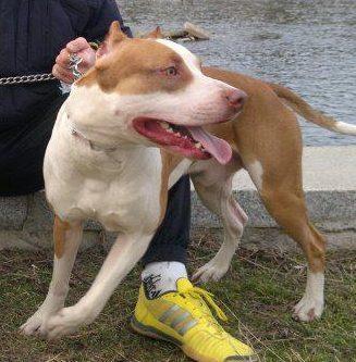 PIT-BULL