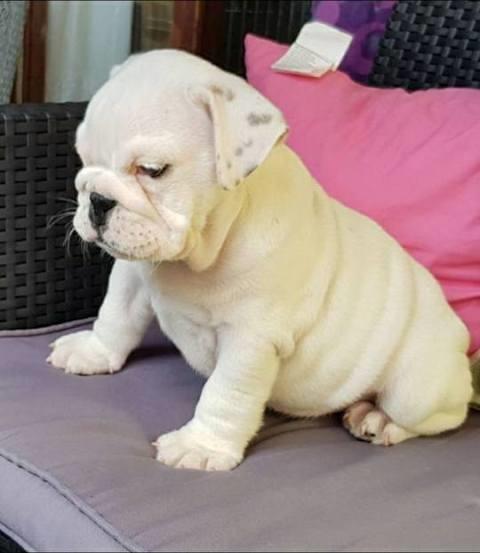 Engleski-buldog--štenci