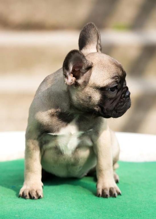 Francuski-buldog-stenad